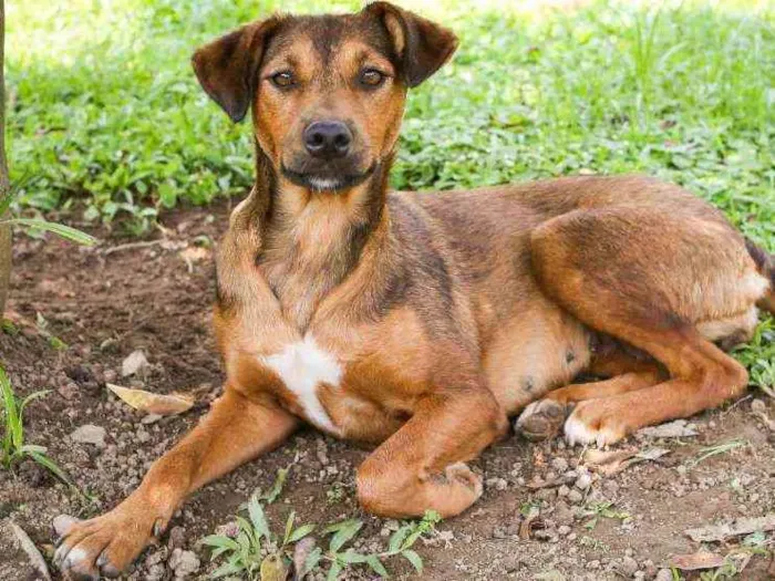 Cachorro raça Srd idade 2 anos nome Ruiva e Loira