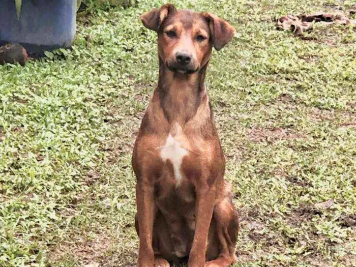Cachorro raça Srd idade 2 anos nome Ruiva e Loira
