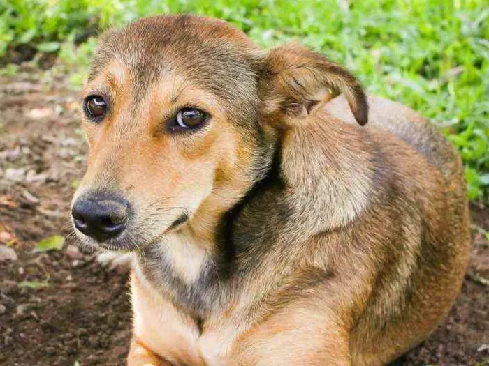 Cachorro raça Srd idade 2 anos nome Ruiva e Loira