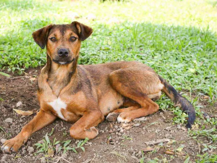Cachorro raça Srd idade 2 anos nome Ruiva e Loira