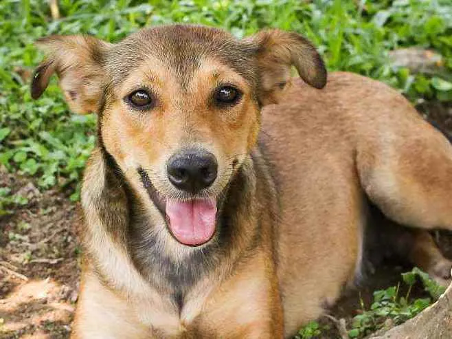 Cachorro raça Srd idade 2 anos nome Ruiva e Loira