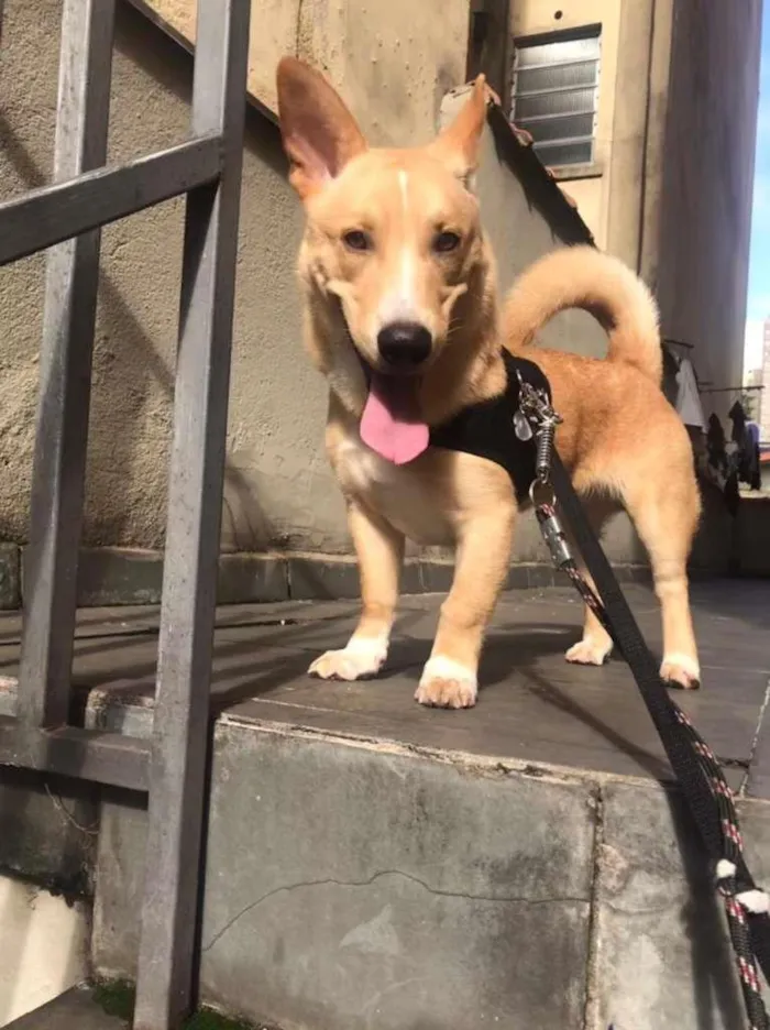 Cachorro ra a SRD-ViraLata idade 1 ano nome Thor