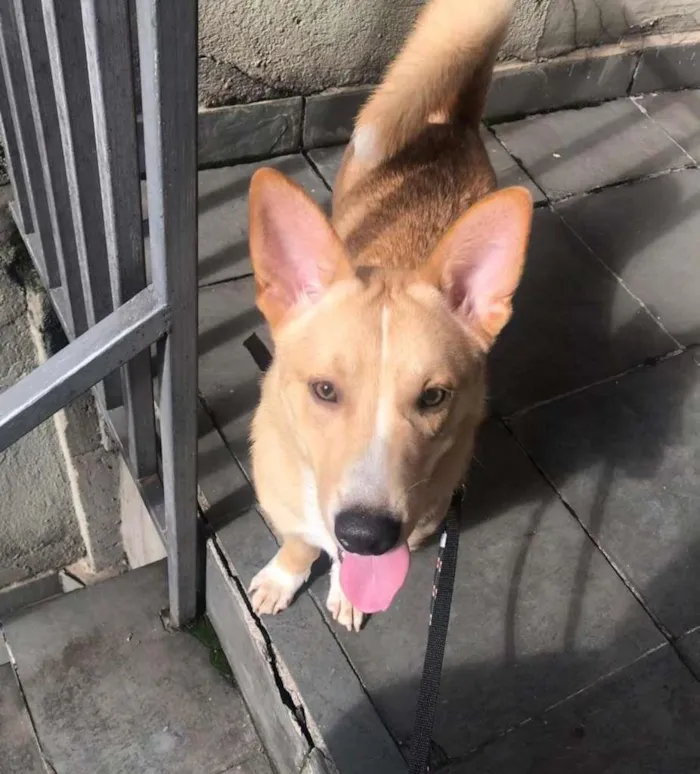 Cachorro ra a SRD-ViraLata idade 1 ano nome Thor