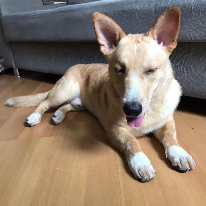 Cachorro ra a SRD-ViraLata idade 1 ano nome Thor