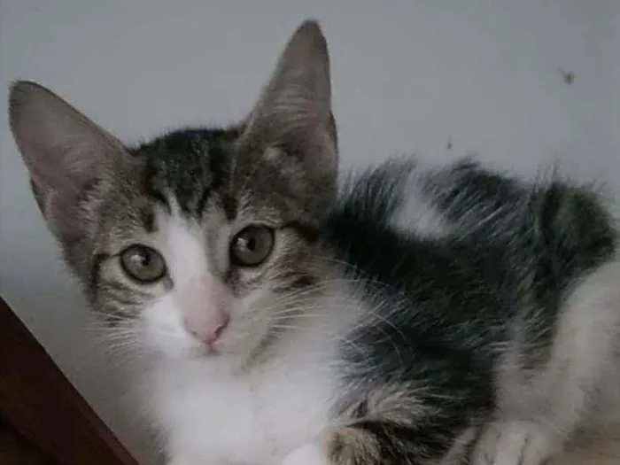 Gato ra a Srd idade 2 a 6 meses nome Eva