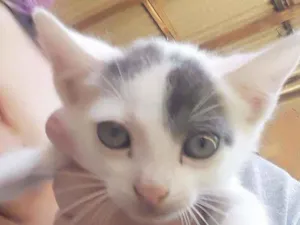 Gato raça Srd idade Abaixo de 2 meses nome Apelido Hypnos