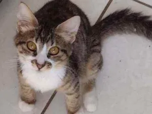 Gato raça SRD (sem raca definida) idade 2 a 6 meses nome Olivia