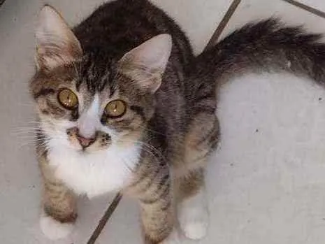 Gato raça SRD (sem raca definida) idade 2 a 6 meses nome Olivia