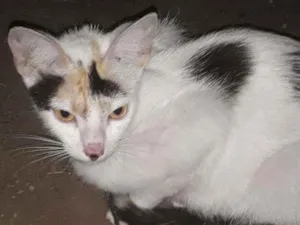Gato raça Srd idade 1 ano nome Apelido Hera