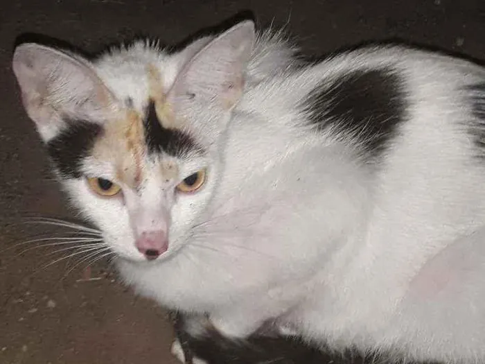 Gato ra a Srd idade 1 ano nome Apelido Hera