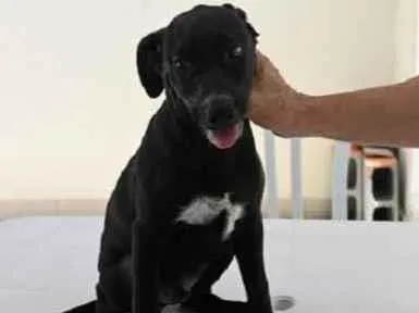 Cachorro raça Vira lata  idade 7 a 11 meses nome Ben 
