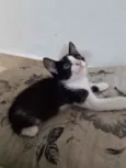 Frajolinha