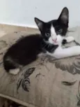 Frajolinha