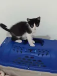 Frajolinha