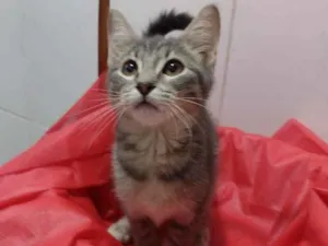 Gato raça SRD ( SEM RAÇA DEFINIDA) idade 2 a 6 meses nome Mona