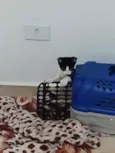 Frajolinha