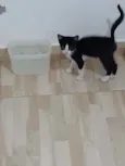 Frajolinha