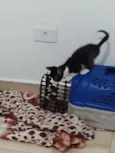Frajolinha