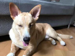 Cachorro raça SRD-ViraLata idade 1 ano nome Thor