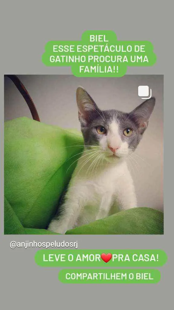 Gato ra a SRD( SEM RACA DEFINIDA) idade 2 a 6 meses nome BIEL
