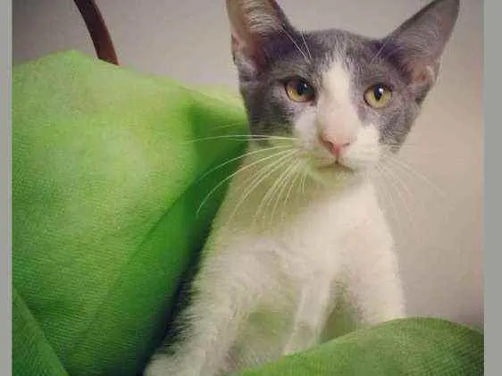 Gato ra a SRD( SEM RACA DEFINIDA) idade 2 a 6 meses nome BIEL