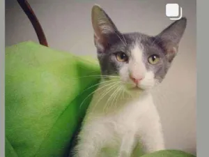 Gato raça SRD( SEM RACA DEFINIDA) idade 2 a 6 meses nome BIEL