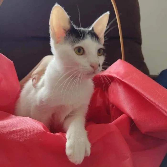 Gato ra a SRD (sem raça definida) idade 2 a 6 meses nome Bonie