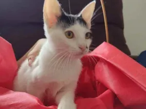 Gato raça SRD (sem raça definida) idade 2 a 6 meses nome Bonie