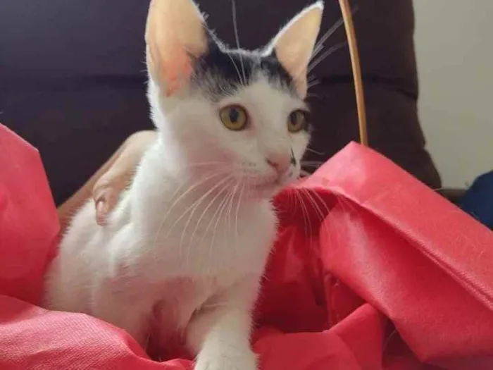 Gato ra a SRD (sem raça definida) idade 2 a 6 meses nome Bonie