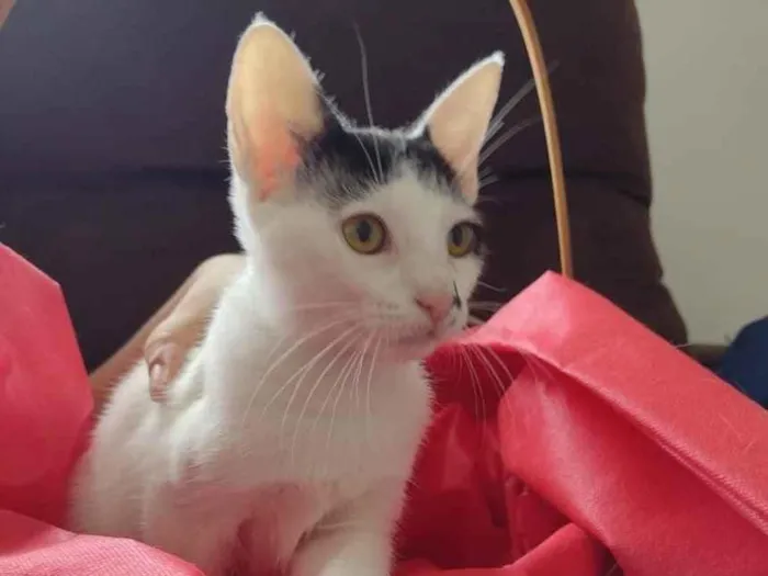 Gato ra a SRD (sem raça definida) idade 2 a 6 meses nome Bonie