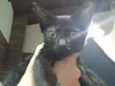 Cacau