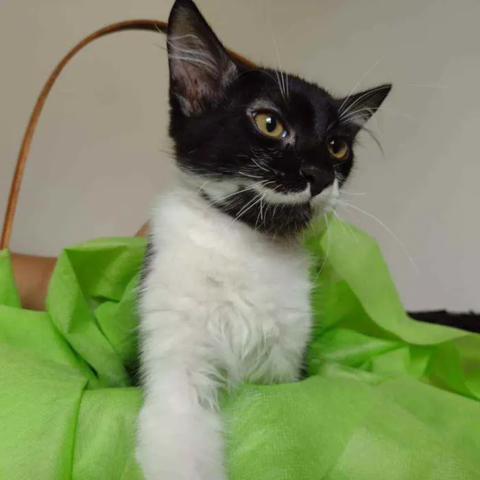 Gato ra a SRD(sem raca definida,) idade 2 a 6 meses nome BENNY