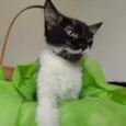 BENNY