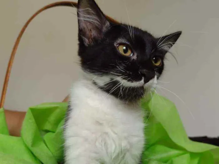 Gato ra a SRD(sem raca definida,) idade 2 a 6 meses nome BENNY