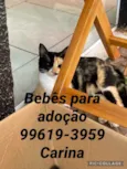 Lila