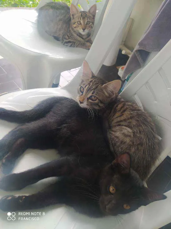 Gato ra a Doméstico  idade 2 a 6 meses nome Filhotes de gatinhos