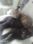 Filhotes de gatinhos