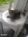 Filhotes de gatinhos