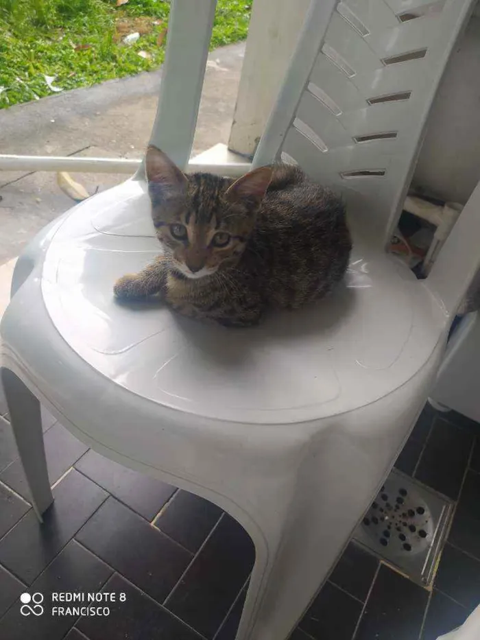 Gato ra a Doméstico  idade 2 a 6 meses nome Filhotes de gatinhos