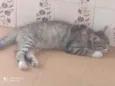 Filhotes de gatinhos