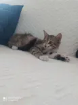 Filhotes de gatinhos