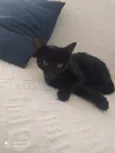 Filhotes de gatinhos