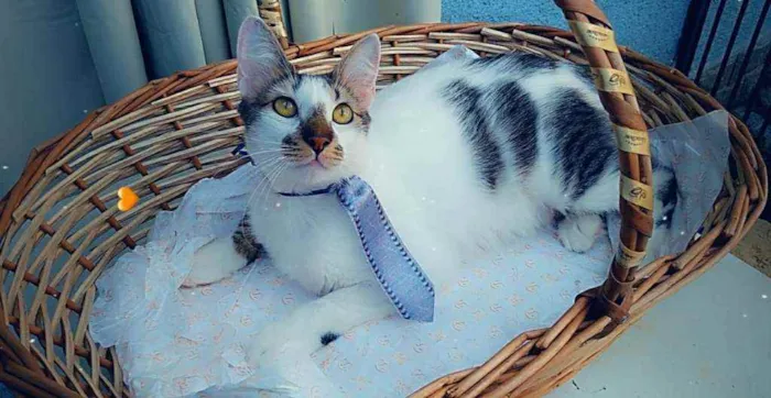 Gato raça SRD idade 7 a 11 meses nome RABICÓ