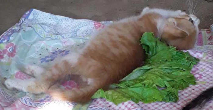 Gato ra a Srd idade Abaixo de 2 meses nome Apelido Hermes
