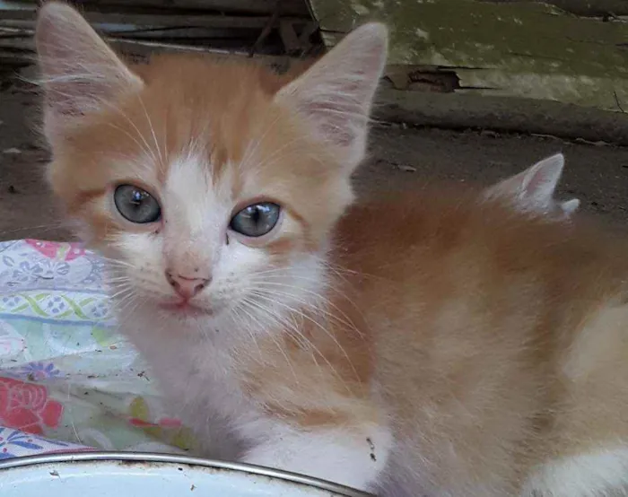 Gato ra a Srd idade Abaixo de 2 meses nome Apelido Hermes