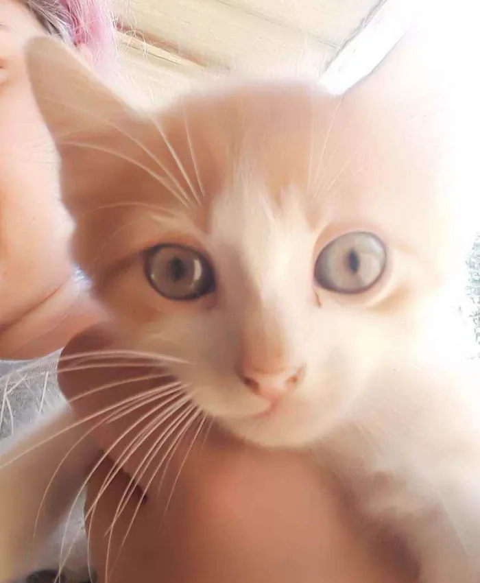 Gato ra a Srd idade Abaixo de 2 meses nome Apelido Hermes