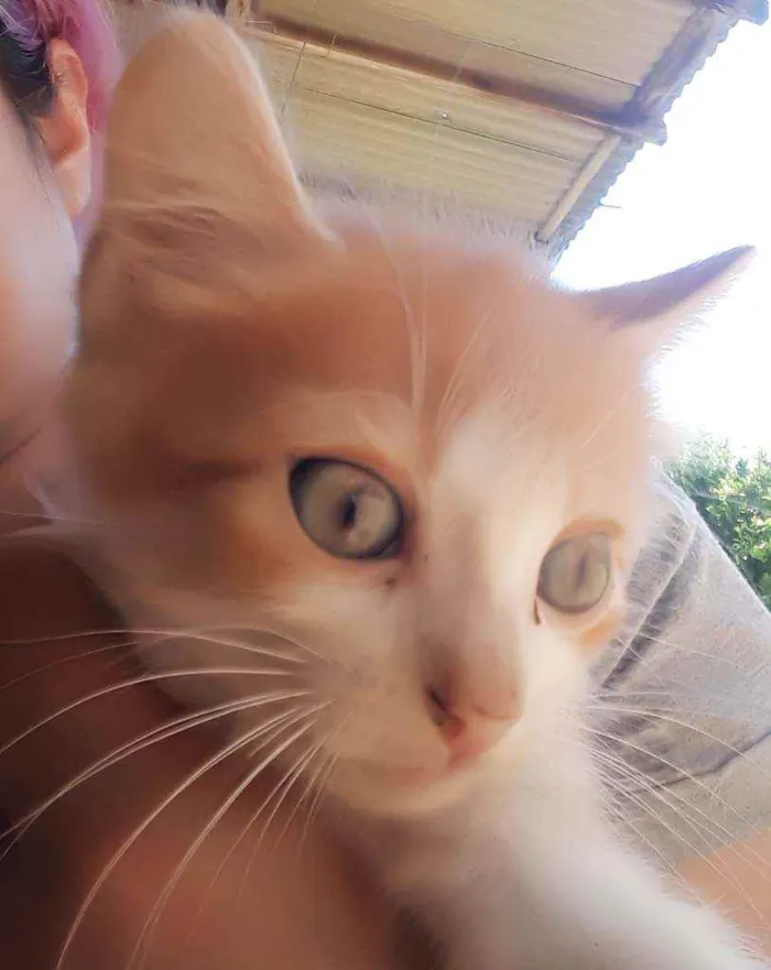 Gato ra a Srd idade Abaixo de 2 meses nome Apelido Hermes