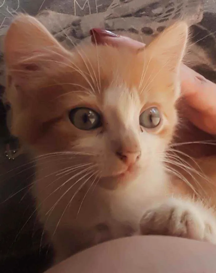 Gato ra a Srd idade Abaixo de 2 meses nome Apelido Hermes