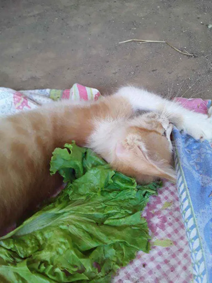 Gato ra a Srd idade Abaixo de 2 meses nome Apelido Hermes