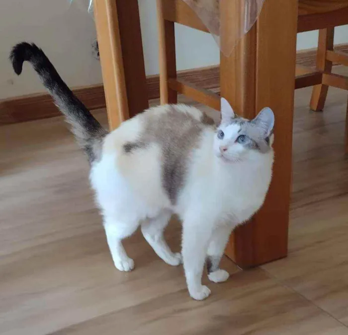 Gato ra a SRD idade 1 ano nome CRISTAL